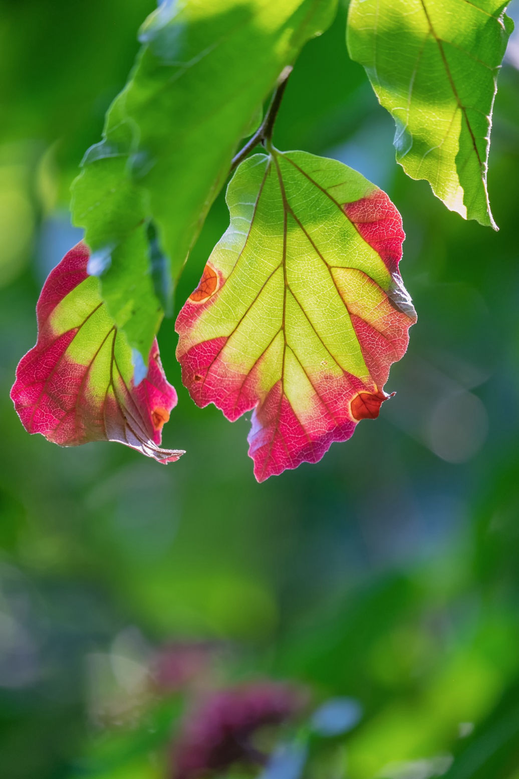 Leaves